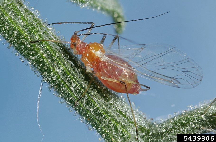 Adult Macrosiphum euphorbiae (potato aphid); adult, alate, on garden tomato (Solanum lycopersicum). Lakewood, Colorado, USA.