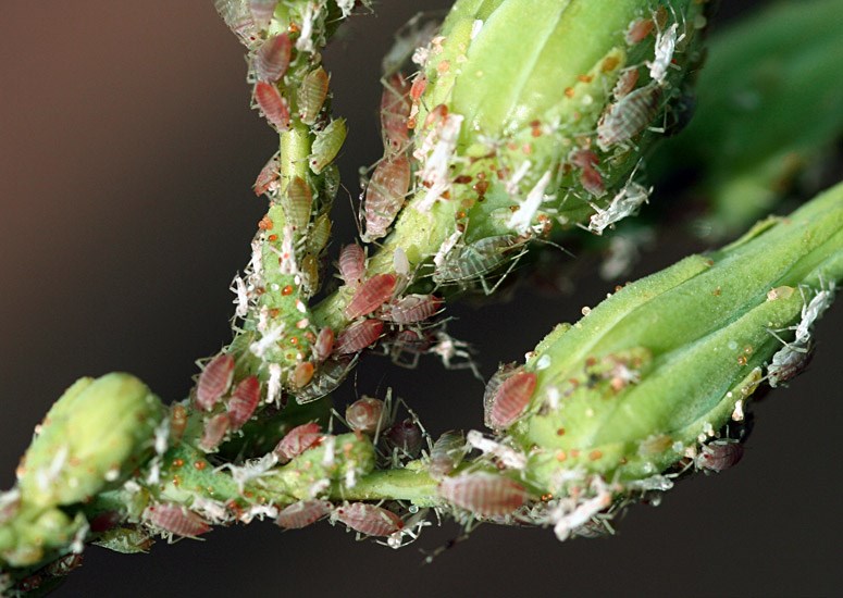 Infestation Macrosiphum euphorbiae (potato aphid); infestation on lettuce (Lactuca sativa). Colony of mixed morphs present on lettuce buds, during early autumn. USA.
