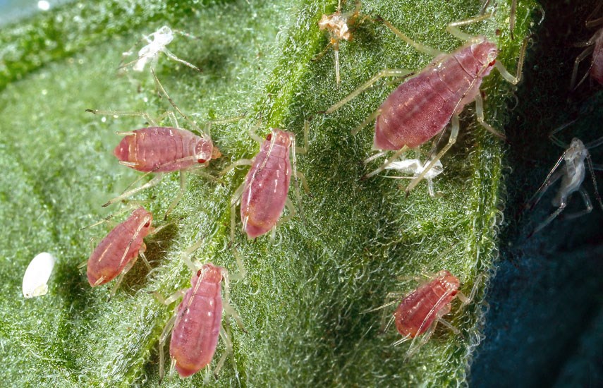 Mixed life stages Macrosiphum euphorbiae (potato aphid); mixed life stages on garden tomato leaf (Solanum lycopersicum). Lakewood, Colorado, USA.