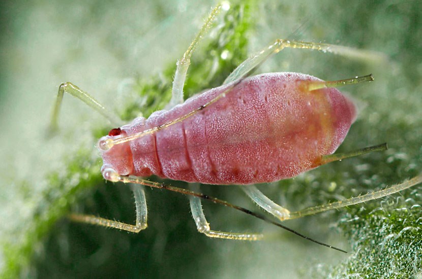 Apterous stage Macrosiphum euphorbiae (potato aphid); apterous stage, on garden tomato (Solanum lycopersicum). Lakewood, Colorado, USA.