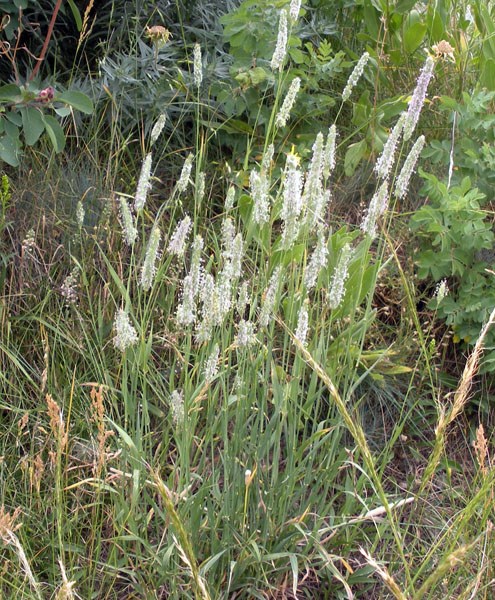 Habit Phleum pratense (timothy grass); habit. The stamens protruding from each flower render a distinctive 'fuzzy' appearance to the inflorescence spike. Bozeman, Montana, USA. July, 2009.