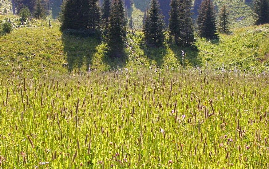 Habit Phleum pratense (timothy grass); habit. This introduced species forms dense stands especially in open dry areas in the montane forest zone.
Gallatin, Montana, USA. August, 2009.