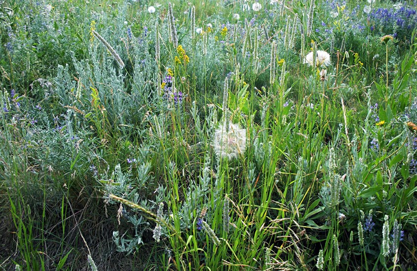Habit Phleum pratense (timothy grass); habit. Timothy co-occurring with Tragopogon dubius, Lupinus argenteus, Helianthella uniflora, Artemisia ludoviciana, etc. Bozeman, Montana, USA. July, 2009.