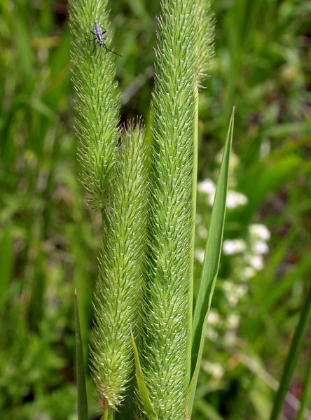 Inflorescences Phleum pratense (timothy grass); inflorescences. The tight cylindrical arrangement of spikelets, combined with the short stout awns arising from each of the glume tips is diagnostic. Gallatin, Montana, USA. July, 2009.