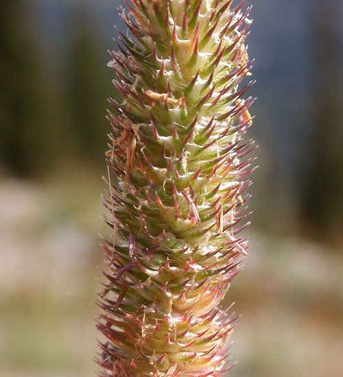 Awns Phleum pratense (timothy grass); the stout awns from the glume tip renders a bristly flowering head.Bozeman, Montana, USA. September, 2009.