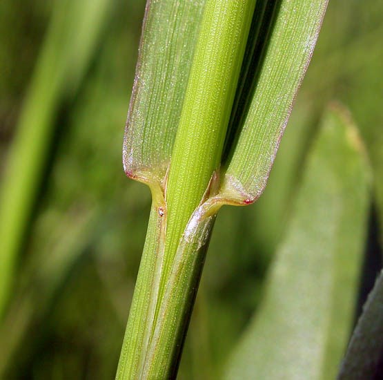 Ligule Phleum pratense (timothy grass); The well developed ligule is conspicuous from most angles. Gallatin, Montana, USA. June, 2005.