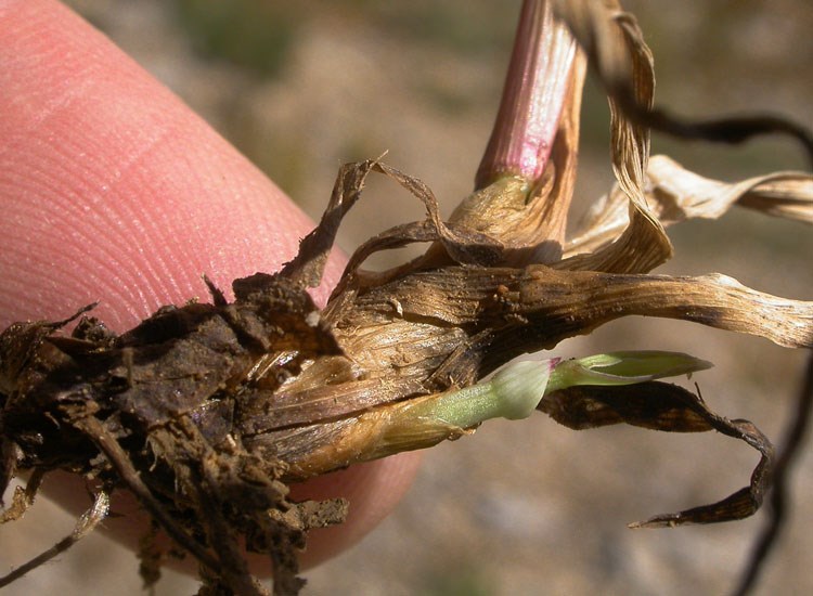 Stem base Phleum pratense (timothy grass); the bulbous stem bases are covered with scaley leaves. Bozeman, Montana, USA. September, 2009.