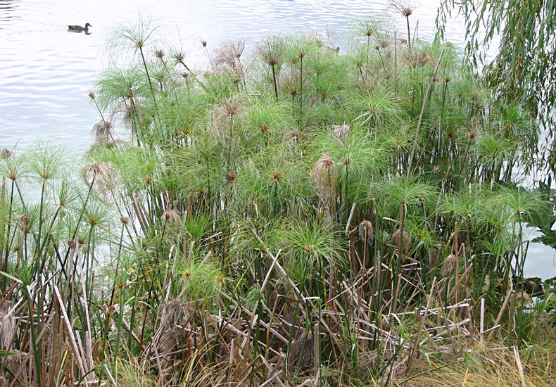 Habit Cyperus papyrus (papyrus); habit.