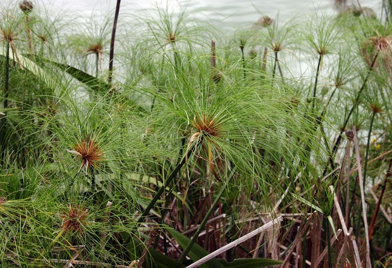 Habit Cyperus papyrus (papyrus); habit.