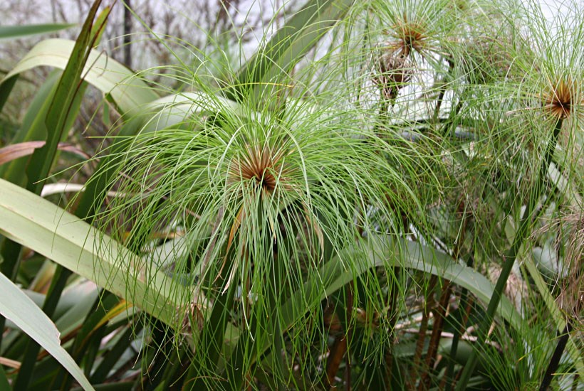 Habit Cyperus papyrus (papyrus); habit.