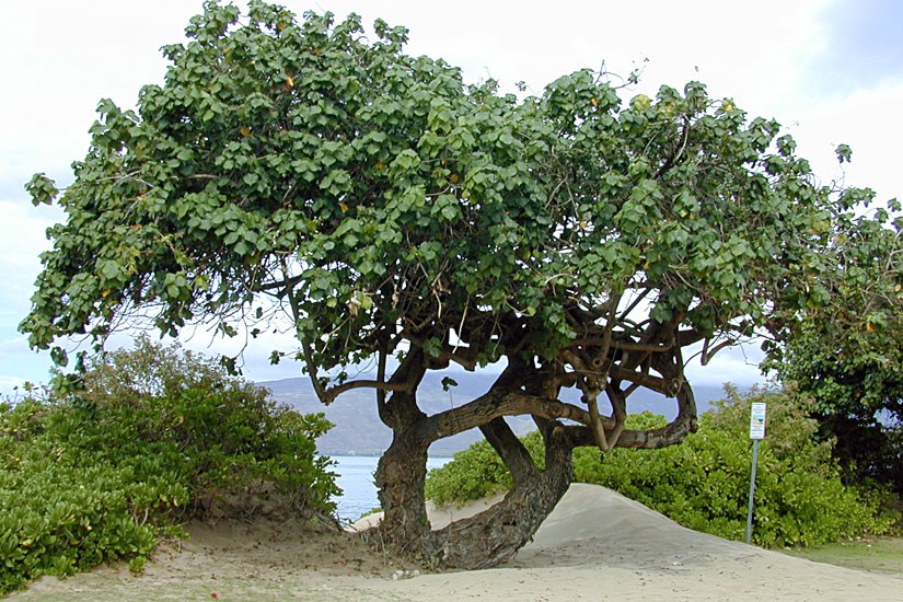 Habit Hibiscus tiliaceus (coast cottonwood); mature tree habit. Kihei, Maui, Hawaii, USA. March, 2001.