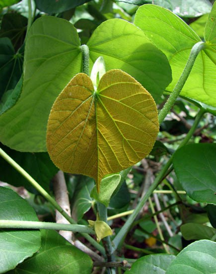 Leaves Hibiscus tiliaceus (coast cottonwood); leaves. West Beach Sand Island, Midway Atoll, Hawaii, USA. June 08, 2008
