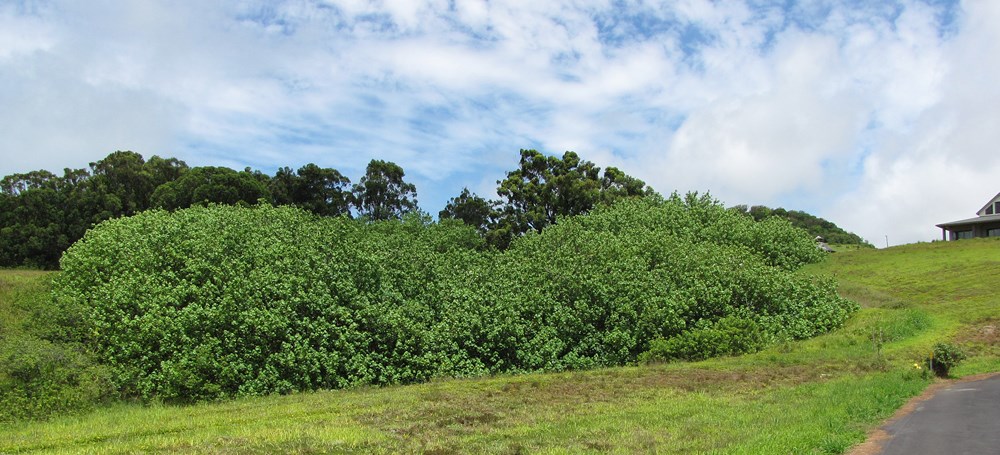 Habit Hibiscus tiliaceus (coast cottonwood); habit. Large patch nr roadside. Haiku, Maui, Hawaii, USA. June, 2009.