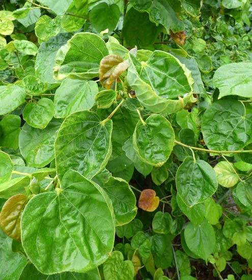 Leaves Hibiscus tiliaceus (coast cottonwood); leaves, some showing 'cupping'. Bart Hill Sand Island, Midway Atoll, Hawaii, USA. March, 2015.