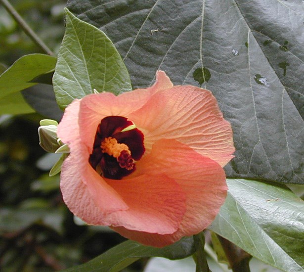 Flower Hibiscus tiliaceus (coast cottonwood); orange flower and foliage. Wahinepee, Maui, Hawaii, USA. August, 2002.