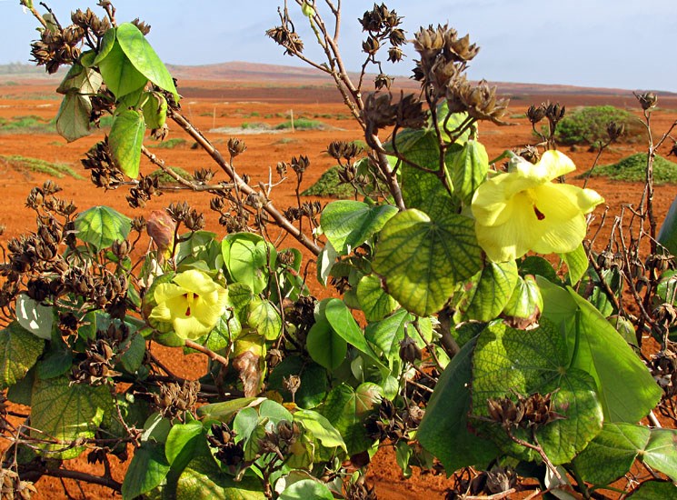 Habit Hibiscus tiliaceus (coast cottonwood); flowering habit, with flowers and seedpods. Kanapou, Kahoolawe, Hawaii, USA. December, 2010.