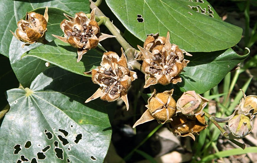 Seedpods Hibiscus tiliaceus (coast cottonwood); foliage and seedpods. Wailua, Maui, Hawaii, USA. September, 2014.
