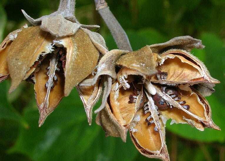 Seedpods Hibiscus tiliaceus (coast cottonwood); close view of seedpods. Wailua, Maui, Hawaii, USA. October, 2005.