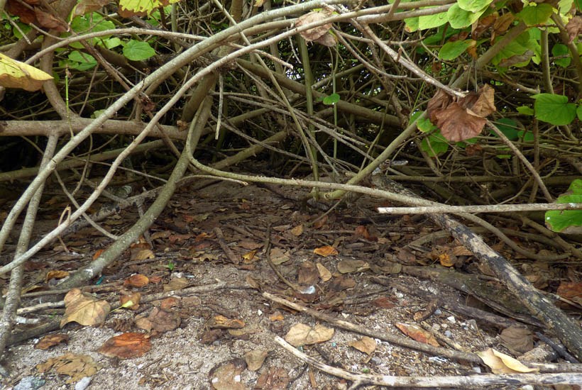 Habit Hibiscus tiliaceus (coast cottonwood); habit. Dense thicket and understory. West Beach Sand Island, Midway Atoll, Hawaii, USA. April, 2015.