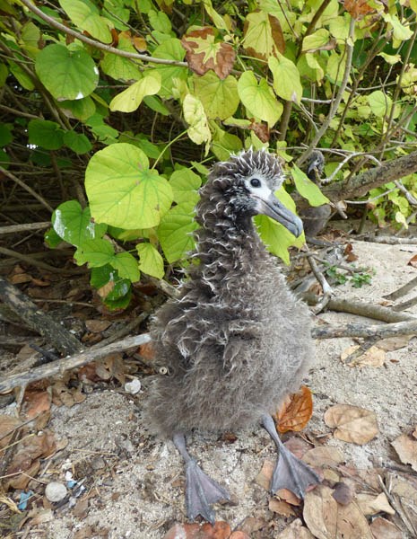 Chlorotic leaves Hibiscus tiliaceus (coast cottonwood); chlorotic leaves and Laysan Albatross chick. West Beach Sand Island, Midway Atoll, Hawaii, USA. April, 2015.