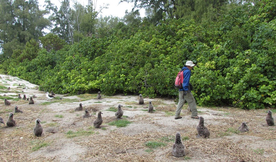 Invasive habit Hibiscus tiliaceus (coast cottonwood); invasive habit. Forest Starr and Laysan albatross chicks. Bart Hill Sand Island, Midway Atoll, Hawaii, USA. March, 2015.