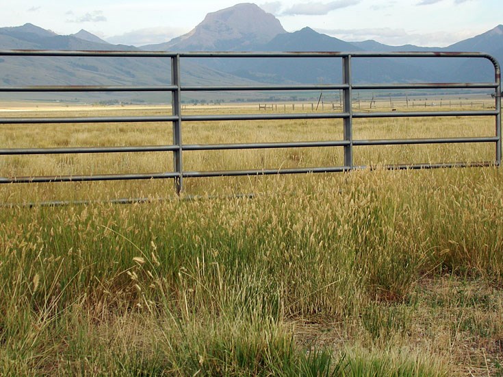 Habit Agropyron cristatum (crested wheatgrass); habit, Montana, USA. Much of what passes as Montana steppe (prairie) actually comprises mostly few grass species that withstand long histories of overstocking, such as Agropyron cristatum (crested wheatgrass), Agropyron dasystachyum (thickspike wheatgrass), and Stipa comata (needle and thread grass).