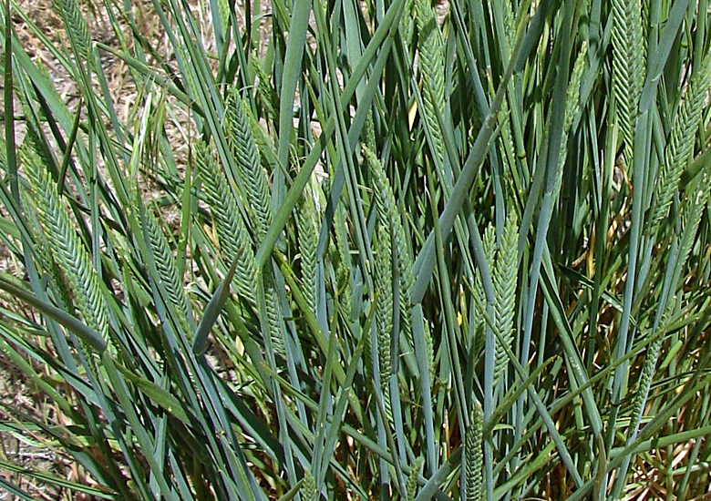 Habit and spikes Agropyron cristatum (crested wheatgrass); habit and spikes. USA.