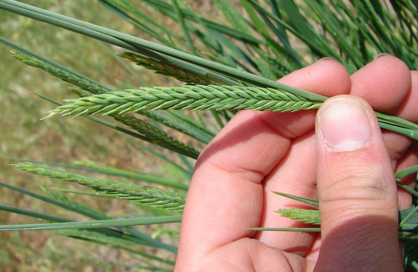 Spike Agropyron cristatum (crested wheatgrass); single spike. USA.