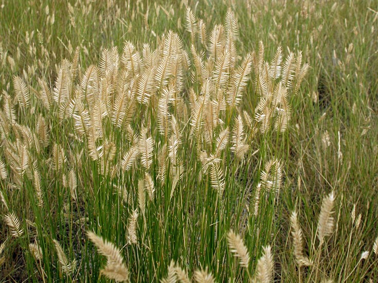 Habit Agropyron cristatum (crested wheatgrass); habit, showing drying seed heads. Montana, USA. August, 2009. Much of what passes as Montana steppe (prairie) actually comprises mostly few grass species that withstand long histories of overstocking, such as Agropyron cristatum (crested wheatgrass), Agropyron dasystachyum (thickspike wheatgrass), and Stipa comata (needle and thread grass).