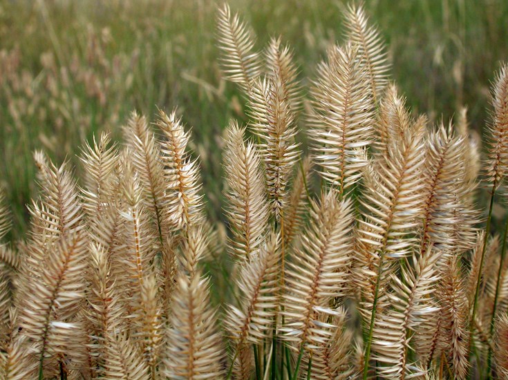 Spikes Agropyron cristatum (crested wheatgrass); habit. The flowering head or spikes are distinctive in bearing widely diverging spikelets, separated by short internodes. Montana, USA. August, 2009.