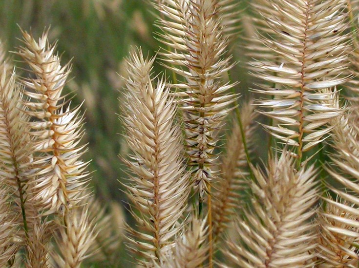Habit Agropyron cristatum (crested wheatgrass); habit. Close view of the flowering head and spikes, which are distinctive in bearing widely diverging spikelets, separated by short internodes. Montana, USA. August, 2009.