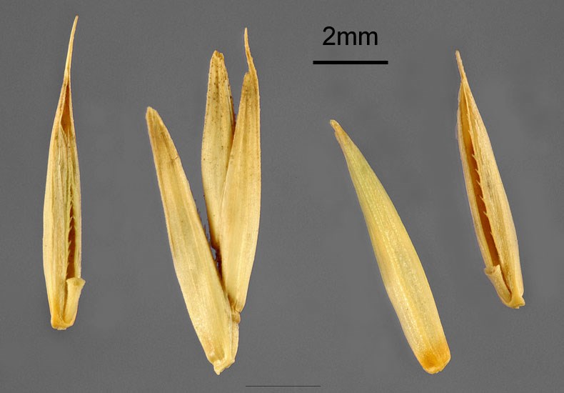 Seeds Agropyron cristatum (crested wheatgrass); seeds. USA.