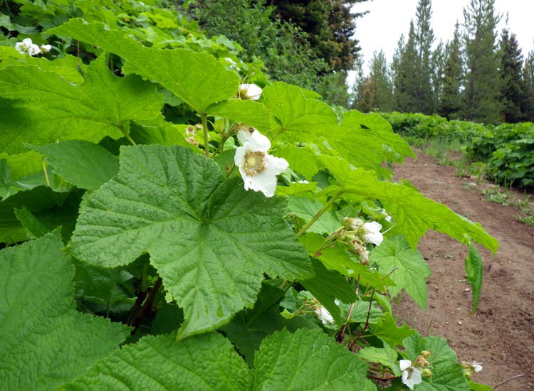 Habit Rubus parviflorus (thimbleberry); flowering habit. The simple palmately lobed and veined leaves are characteristic of this species. nr Bozeman, Montana, USA. July, 2012.