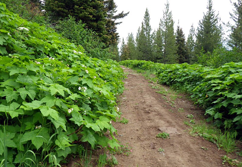 Habit Rubus parviflorus (thimbleberry); habit. Consistent with other species of Rubus, R. parviflorus has a strong predilection for disturbance-prone settings, such as forest edges and roadsides. nr Bozeman, Montana, USA. July, 2012.