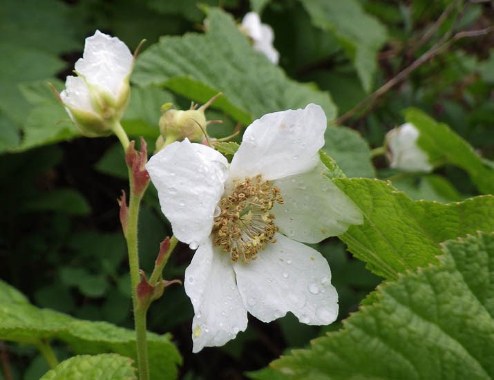 Flower Rubus parviflorus (thimbleberry); close-up of flower. nr Bozeman, Montana, USA. July, 2012.