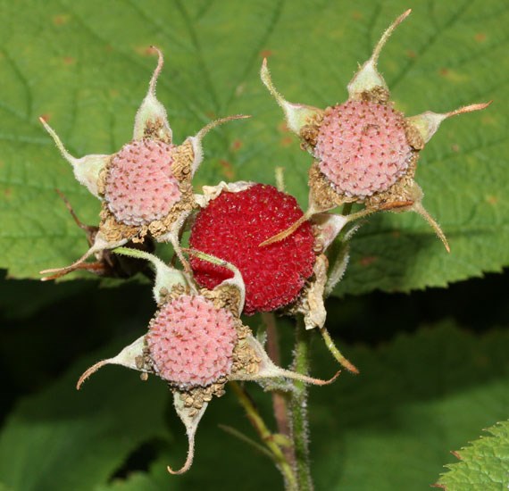 Fruiting habit Rubus parviflorus (thimbleberry); ripe and ripening fruits. ca. 1-1.5cm in diameter. Mount Pilchuck State Park, nr Granite Falls, Washington State, USA. September, 2008.