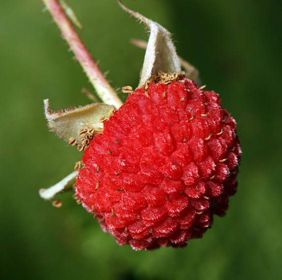 Ripe fruit Rubus parviflorus (thimbleberry); ripe fruit. Saddle Mountain State Park, nr Seaside, Oregon, USA. September, 2011.