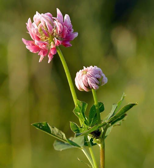 Flower Trifolium hybridum (Alsike clover); flowering stem. Vääna Landscape Reserve, nr Tallinn, Estonia. June, 2013.