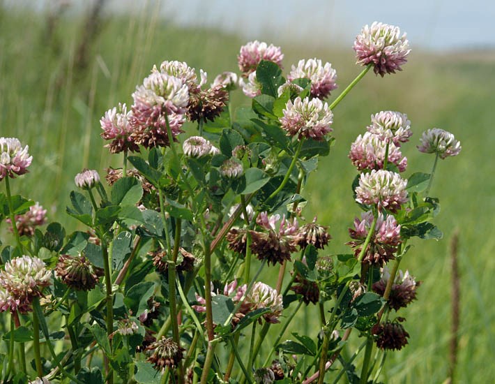 Habit Trifolium hybridum (Alsike clover); flowering habit. Hohenlohe, Germany. July, 2011.