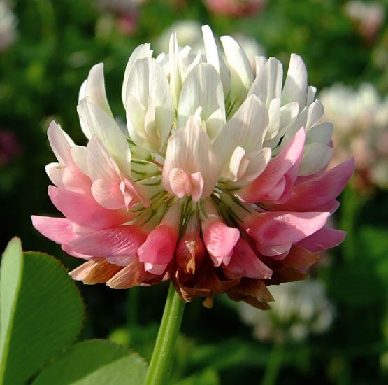 Flower. Trifolium hybridum (Alsike clover); close view of flower. Kirchwerder, Hamburg, Germany. August, 2008.