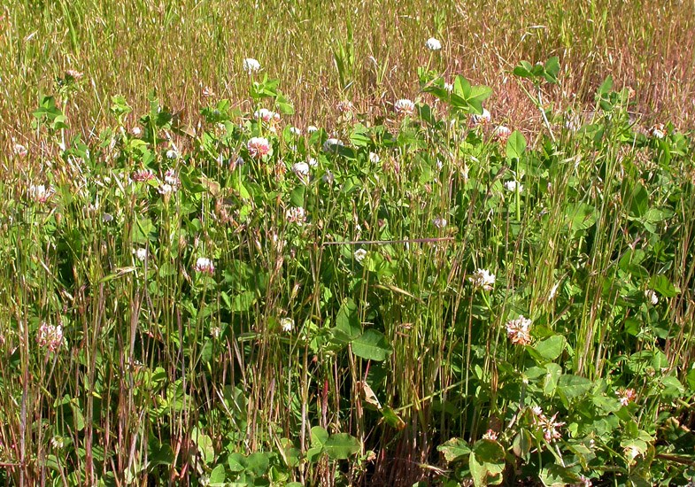 Habit Trifolium hybridum (Alsike clover); habit. Bozeman, Montana, USA. June, 2007.