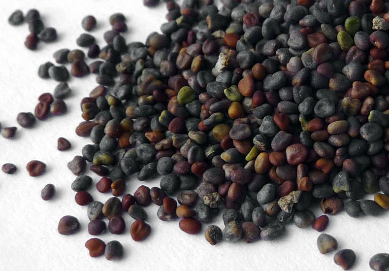 Seeds Trifolium hybridum (Alsike clover); seeds, en masse. Czech Republic. March, 2011.
