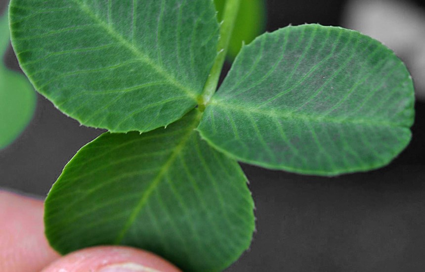 Leaf Trifolium hybridum (Alsike clover); close-up of leaf. USA.