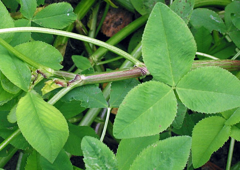 Leaves and stem Trifolium hybridum (Alsike clover); leaves and stem. Netherlands. October, 2007.