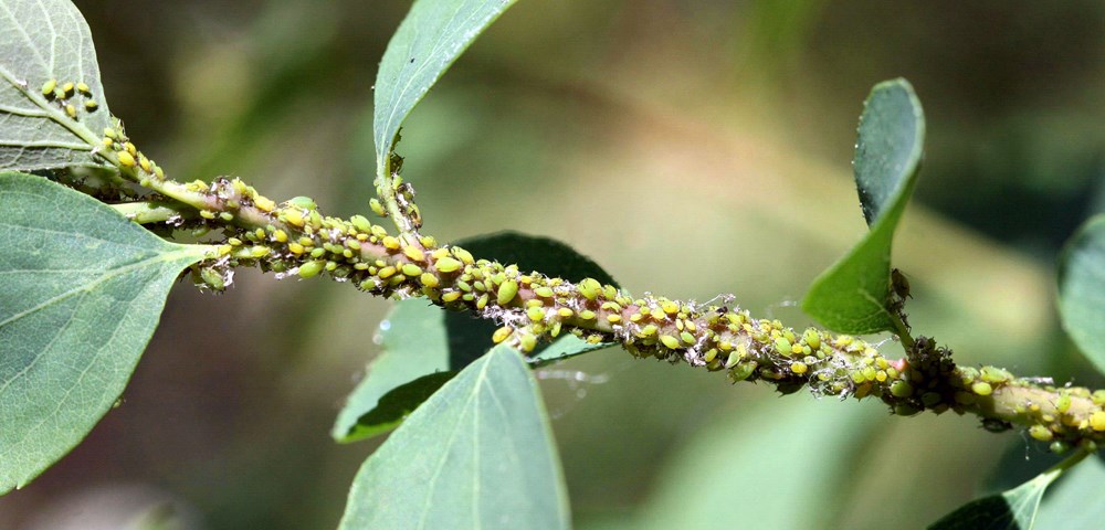 Infestation Aphis spiraecola (Spirea aphid); colony on Spirea twig. Host plant, Vanhoutte spiraea (Spiraea x vanhouttei (Briot) Carr.). USA.
