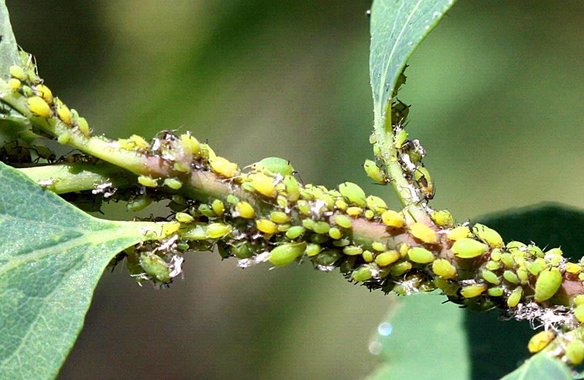 Infestation Aphis spiraecola (Spirea aphid); colony on Spirea twig. Host plant, Vanhoutte spiraea (Spiraea x vanhouttei (Briot) Carr.). USA.