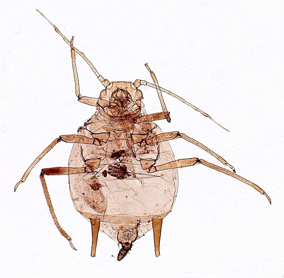 Adult Aphis spiraecola (Spirea aphid); adult, female vivipara. Slide mounted specimen. USA.