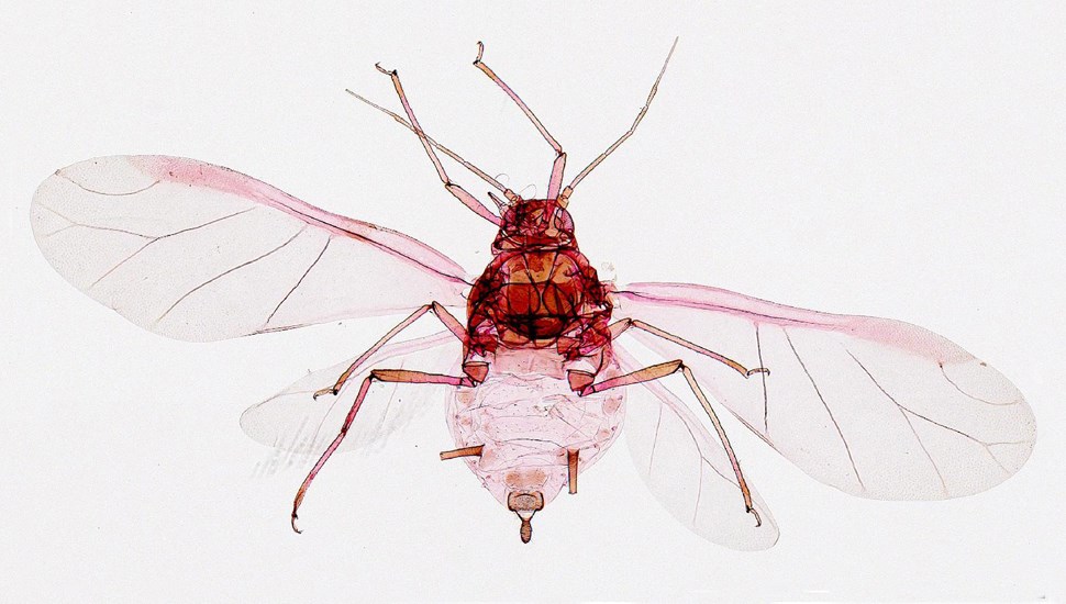 Adult Aphis spiraecola (Spirea aphid); adult, female vivipara, alate. Slide mounted specimen.