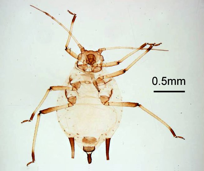Apterous vivipara Aphis spiraecola (Spirea aphid); apterous vivipara, ventral view. Ontario, Niagara, Canada. June 1962. W. Richards. Slide mounted specimen.