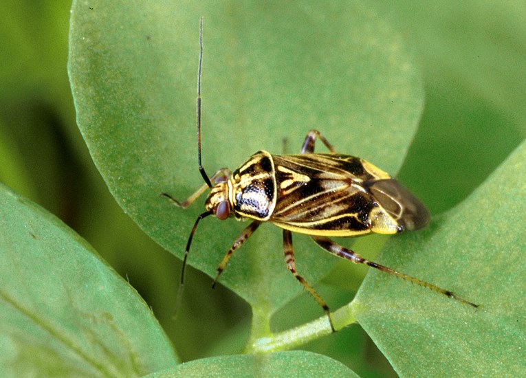 Adult Lygus lineolaris (tarnished plant bug); adult, on a clover leaf. USA.